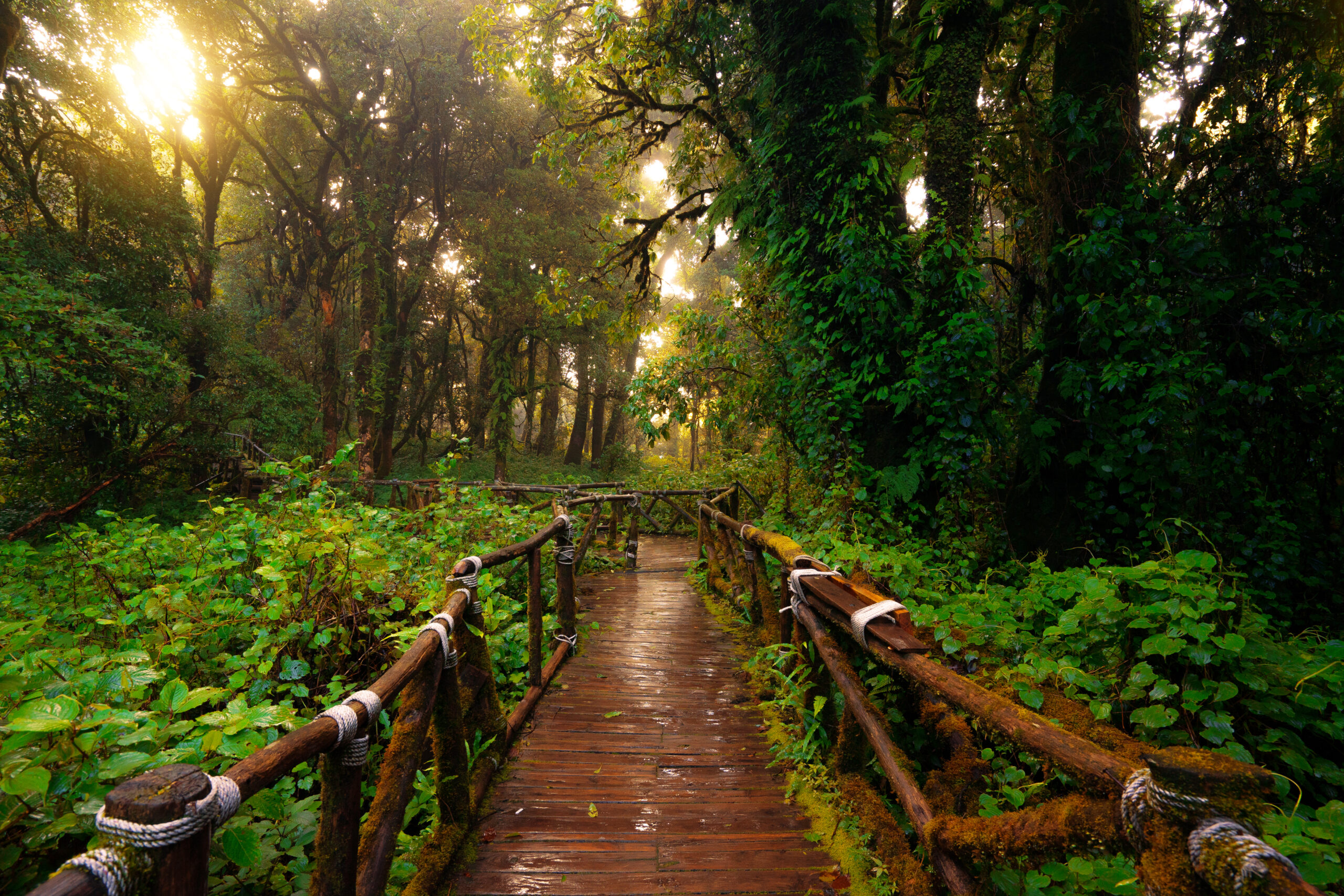 Nature,Trail,”ang,Ka”,In,Doi,Inthanon,National,Park,,Chiang
